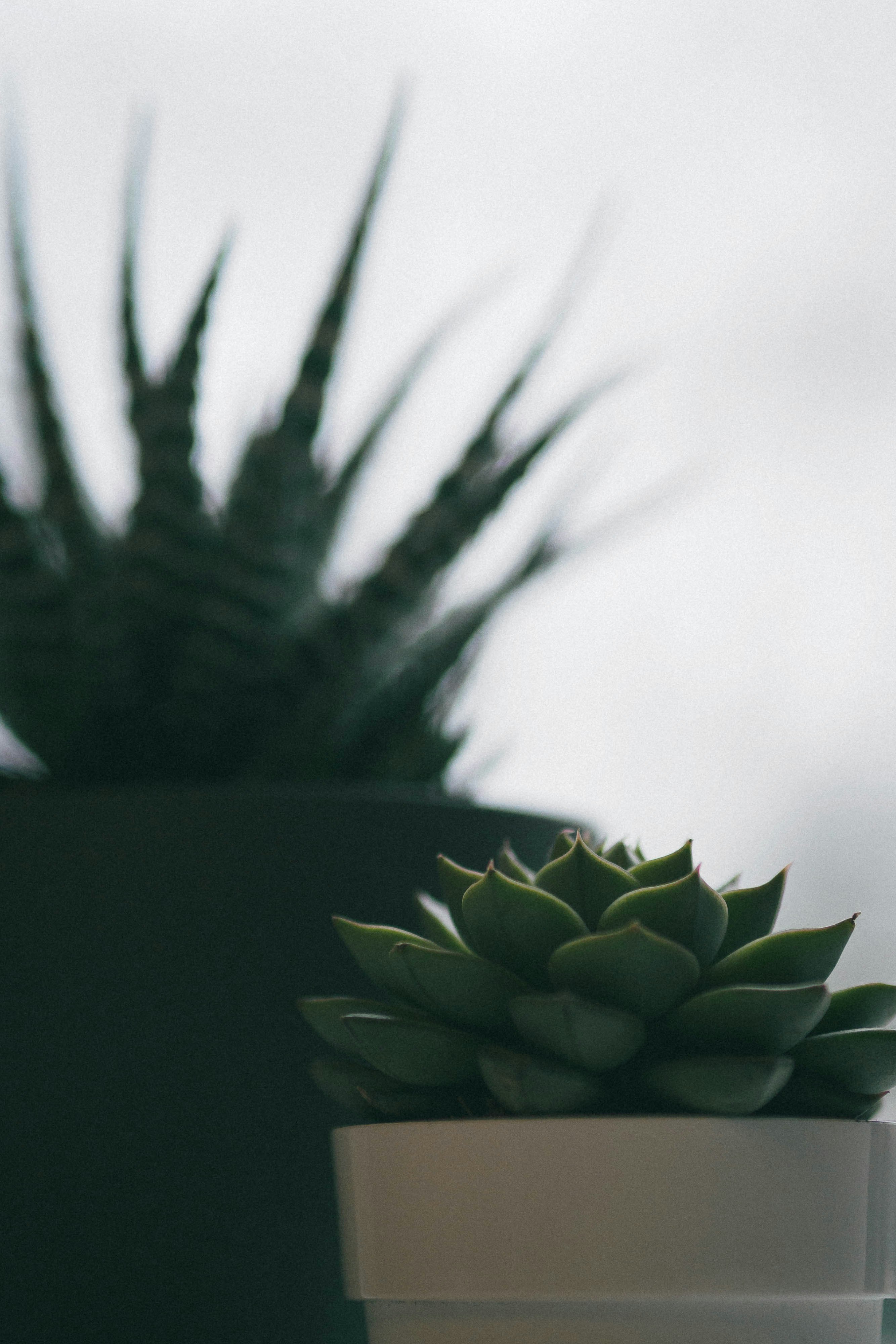 green plant in close up photography